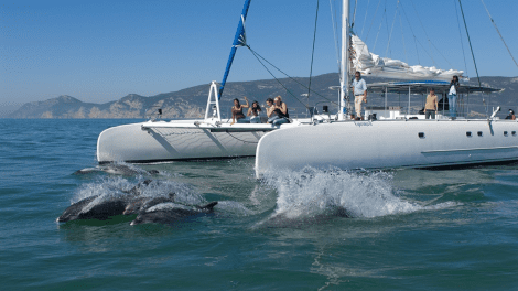 Passeio inesquecível na costa da Arrábida com a possibilidade de avistar golfinhos e baleias