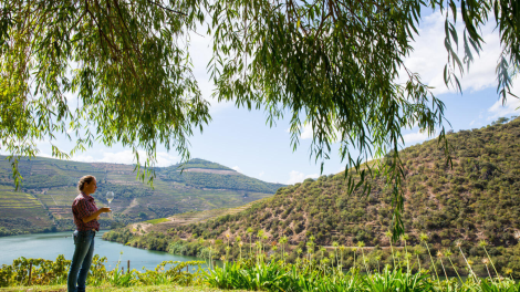 QUINTA DE VENTOZELO - GUIDED TOUR + WINE TASTING