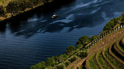 QUINTA DAS CARVALHAS HARVEST